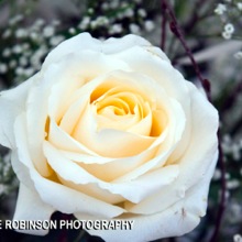 Bridal Flowers Professional Floral Design