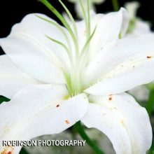 Bridal Flowers Professional Floral Design
